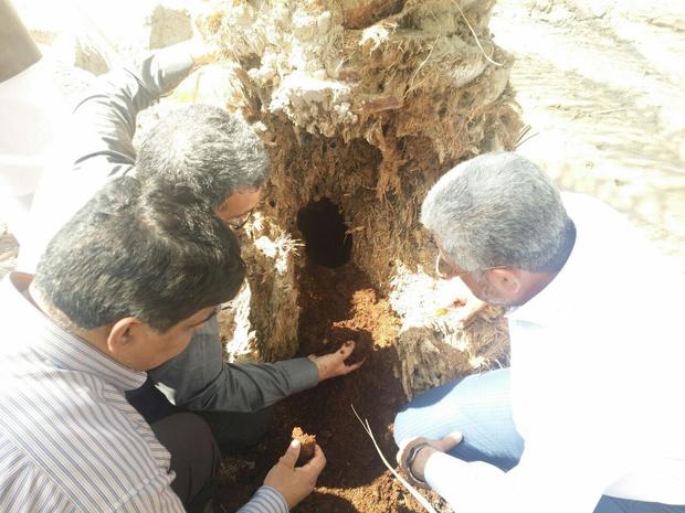 مشاهده آفت سرخرطومی خرما در سه روستای منوجان