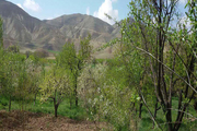 سرمای بهاره به محصولات باغی زنجان خسارت زد