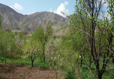 سرمای بهاره به محصولات باغی زنجان خسارت زد