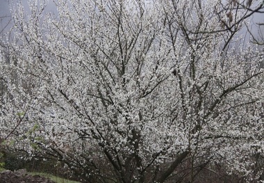 برخی درختان میوه در آستارا شکوفه دادند