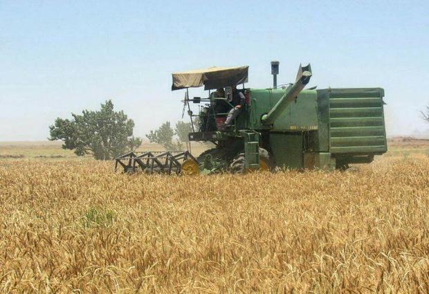 خوزستان بیش از 2 برابر مصرف خود گندم تولید کرد