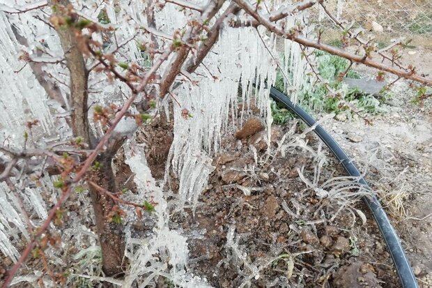 سرمازدگی۸۰درصد باغات زردآلو در استان سمنان ضرورت پرهیز از تک‌کشتی