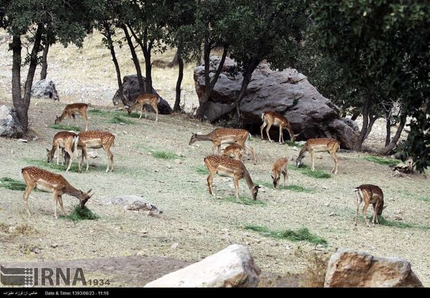 انتقال موفق ۱۷ راس گوزن زرد سایت ایلام به پارک ملی دز