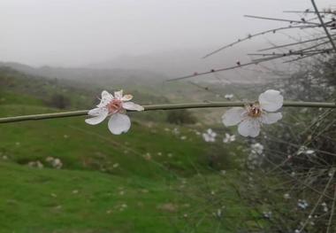 لاله های سرخ لالی چشم به راه مسافران نوروزی