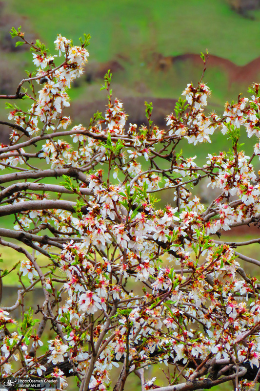 طبیعت زیبای نوسود