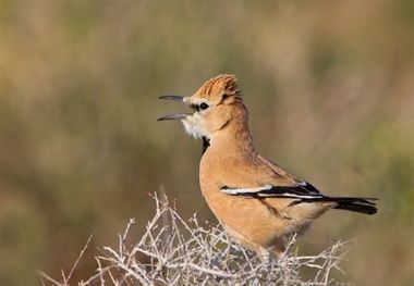 شاهرود آبان ۹۸ میزبان جشنواره سفر به زیستگاه زاغ بور است