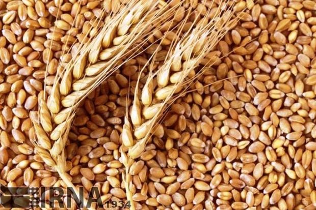 ۶ تن گندم در سرباز سیستان و بلوچستان خریداری شد