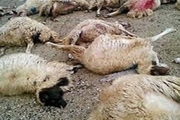 گرگ ها در هوراند 21 گوسفند را خفه کردند