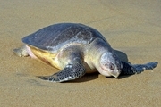 شناسای گونه نادر لاکپشت زیتونی در سواحل کیش
