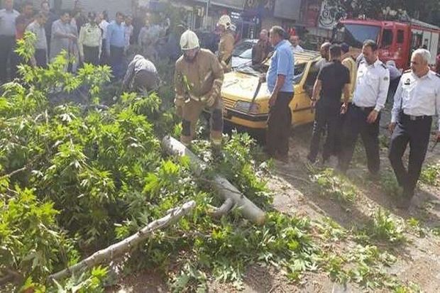 مرد ۴۵ ساله خلخالی به هنگام قطع درخت جان باخت