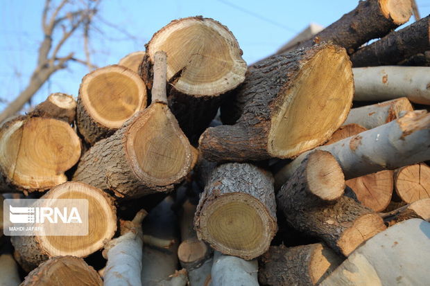 چهار پرونده قاچاق چوب در عرصه منابع طبیعی گچساران تشکیل شد