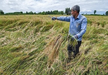 بارندگی 120 میلیارد ریال به کشاورزی اندیمشک خسارت زد