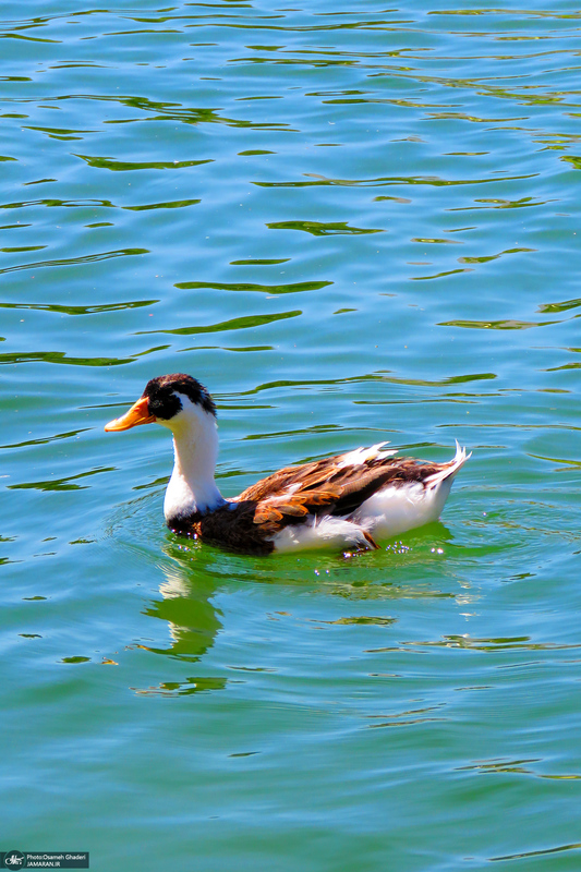 مجموعه تفریحی تپه عباس‌آباد همدان