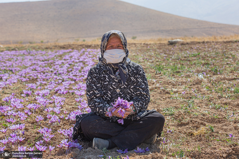 برداشت زعفران از مزارع استان چهارمحال و بختیاری