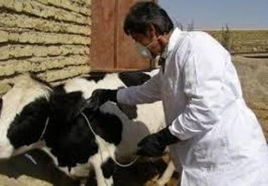 واکسیناسیون دام‌ها در مناطق زلزله زده آذربایجان‌شرقی پایان یافت