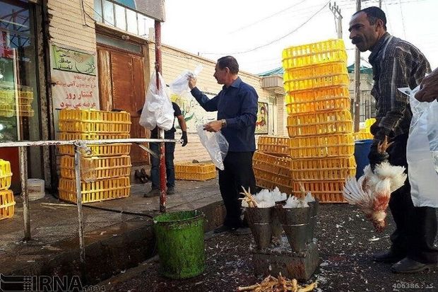 صدور مرغ زنده از آذربایجان‌غربی تا پایان فروردین مجاز است