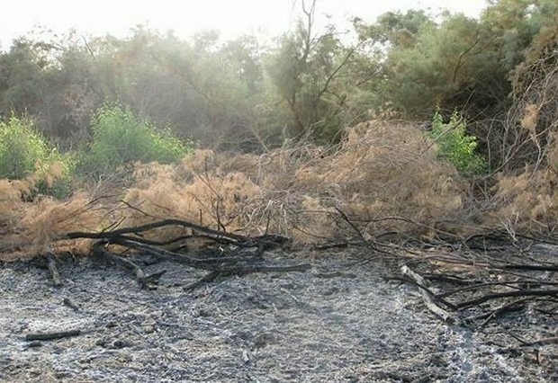 2 هکتار از پارک ملی دز در آتش سوخت