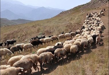 دامپزشکی کردستان در خصوص ورود دام به استان هشدار داد