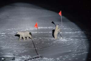 بهترین عکس خبری سال از نگاه ورلد پرس فوتو 2020