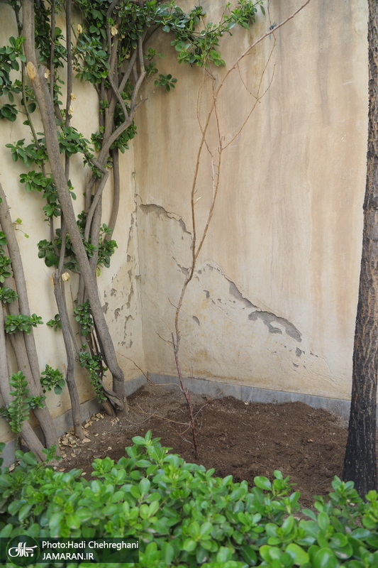 کاشت نهال توسط آیت الله العظمی جوادی آملی در هفته درختکاری