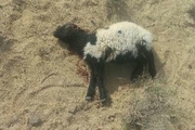 گرگ ها در مهریز، 25 گوسفند را تلف کردند