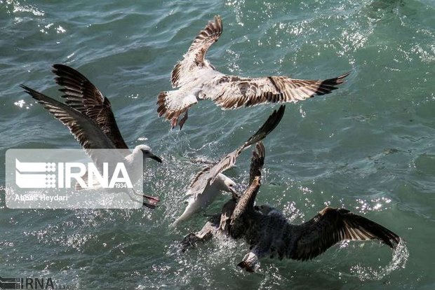 هیچ‌گونه مرگ و میر پرندگان در تالاب‌های تهران مشاهده نشده است