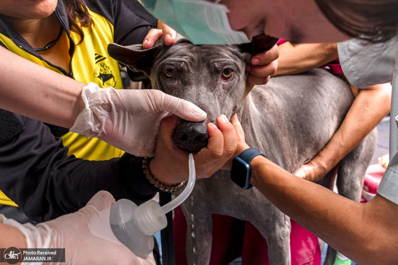 منتخب تصاویر امروز جهان - 12 فروردین 1404