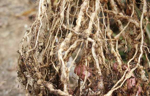 نمونه برداری برای بررسی عارضه زوال مرکبات جهرم انجام شد