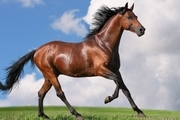 افزون بر ۳۰۰ راس اسب در جنوب کرمان شناسایی شد
