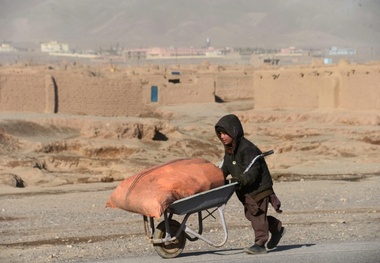 عکس/ هیزم کشی