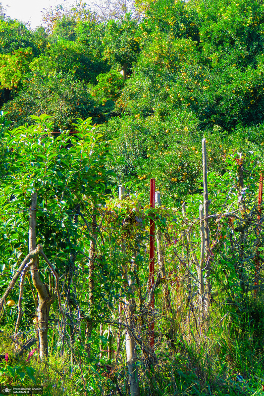 طبیعت روستای بزکویه