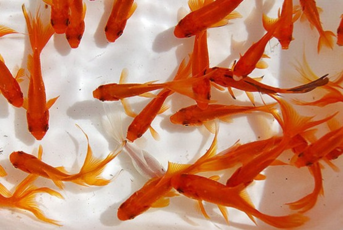 توصیه‌های بهداشتی برای خرید ماهی قرمز در ایام کرونا