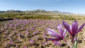 پیش بینی برداشت 35 کیلوگرم زعفران طی سال زراعی جاری در آذربایجان غربی