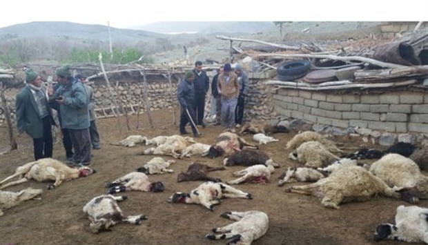 گرگ ها 50 راس گوسفند عشایر خراسان شمالی را دریدند