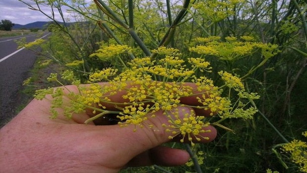 آیا بادیان رومی سبب افزایش قند خون است؟
