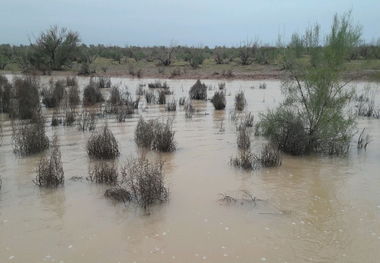 بارش باران در نقاط کویری آران‌وبیدگل