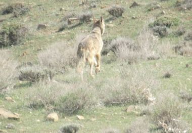 گرگ راه گم کرده به طبیعت بازگردانده شد