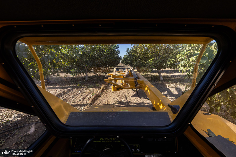 برداشت مکانیزه گردو در استان زنجان
