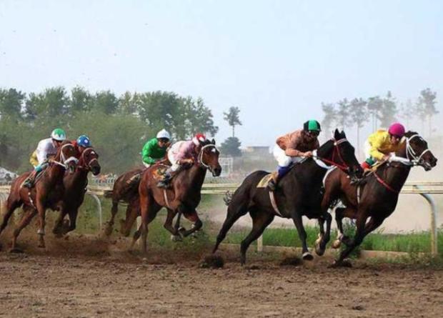 2500 اسب اصیل ترکمن در گلستان شناسایی شد