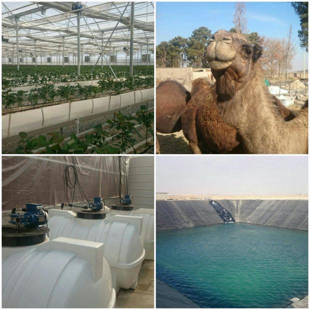 31 پروژه کشاورزی همزمان با دهه مبارک فجر در ورامین افتتاح می شود