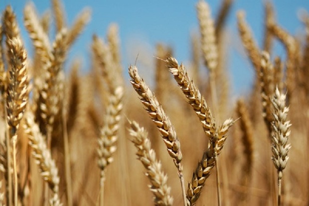 خودکفایی در تولید گندم از دستاوردهای انقلاب در کشاورزی است