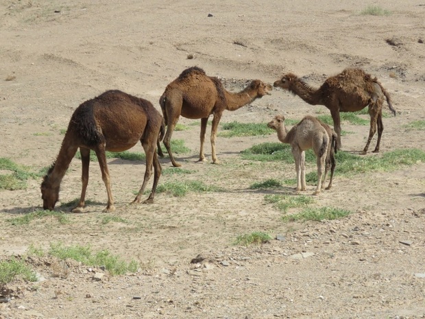 رایزنی با بخش خصوصی برای احداث کشتارگاه صنعتی در نهبندان