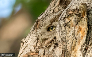 منتخب تصاویر امروز جهان- 4/آبان