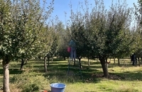 برداشت سیب در کشمیر هند (13)