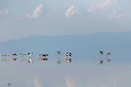 بازگشت فلامینگوها به دریاچه ارومیه عکس