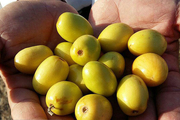 برداشت میوه گرمسیری کنار در سیستان و بلوچستان آغاز شد