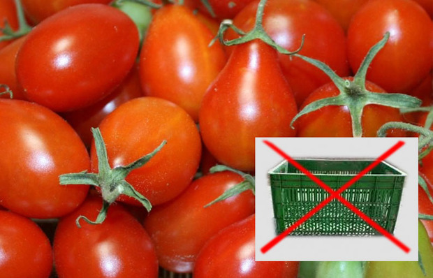 آماده ایم گوجه بدون سبد را 250 تومان از کشاورزان بخریم