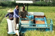 برداشت 505 تن برنج راتون از شالیزارهای شهرستان سیاهکل