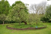 درخت سیب 400 ساله که نیوتن زیر آن قانون جاذبه را کشف کرد/ تصاویر