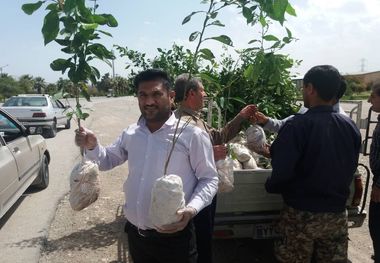 ۱۰ هزار اصله نهال نارنج در دوگنبدان توزیع شد